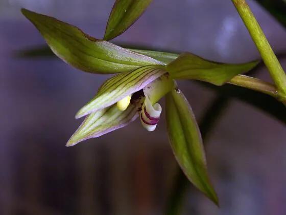 春剑玉露兰花品种介绍,春剑红素兰花品种价格一览表