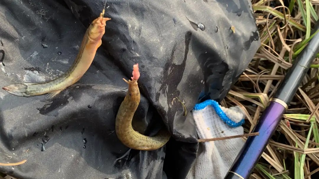 新手如何选择鱼竿,新手如何选鱼竿的调性