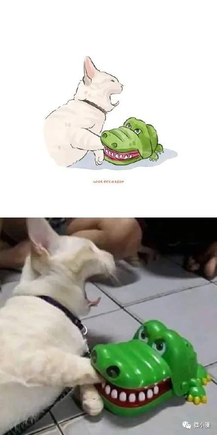 猫咪呆傻日常漫画,搞笑漫画喵星人为什么不开心