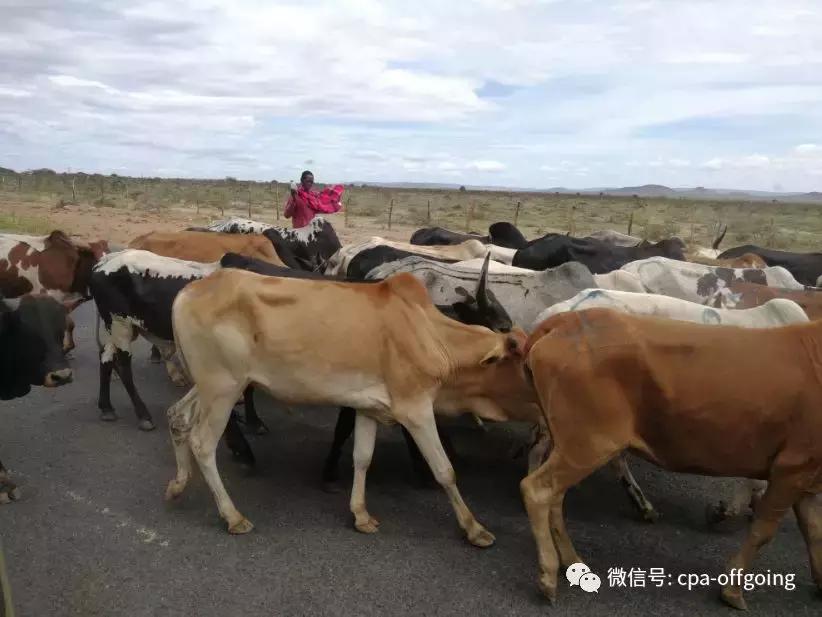 这个野奢的国度，欧美、日韩人都爱去，为何我们国家没人去？