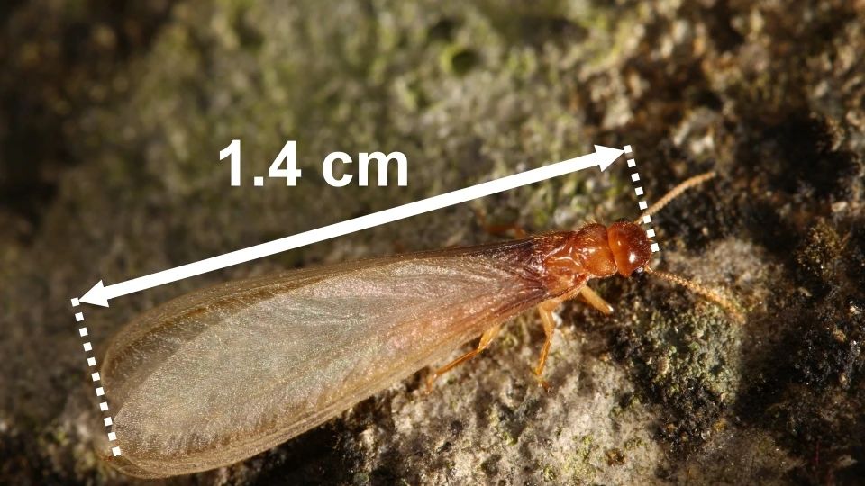 雨后爆发的飞蚁,靠超强繁殖苟了2亿年却沦为“优质蛋白来源”