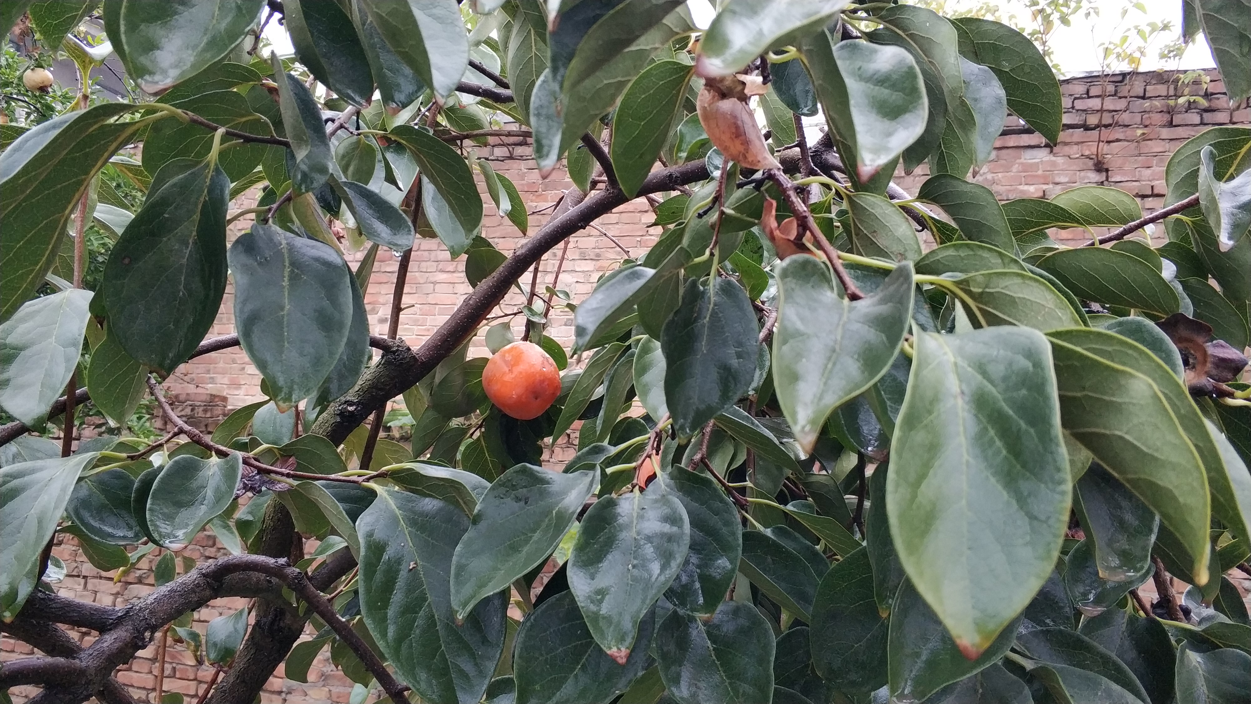 水果鉴别的方法,水果辨认方法和技巧