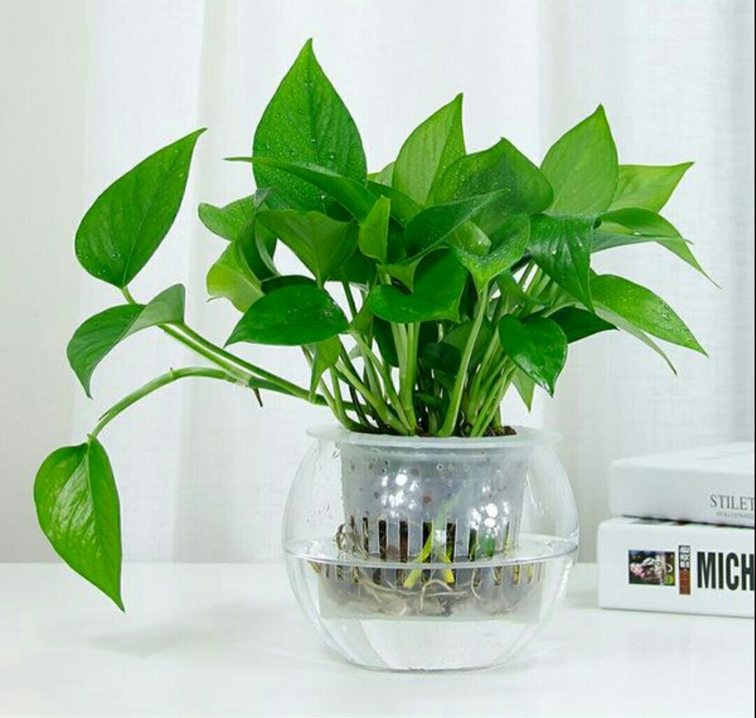 室内水培养花技巧与方法,水培养花哪种最好养