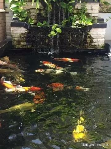 治疗锦鲤疑难杂症锦集