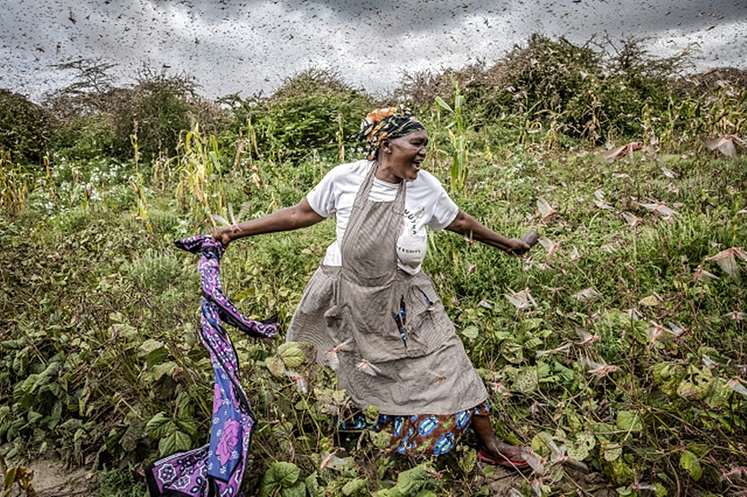蝗灾有没有复活,为什么蝗灾消失