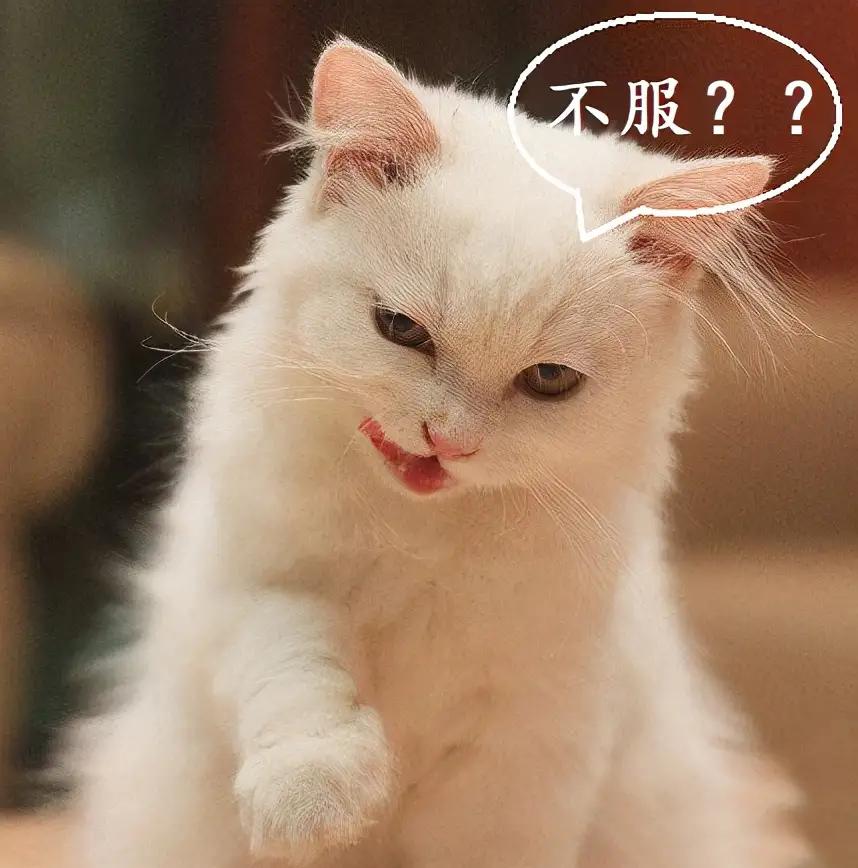 「对家•娘子」两脚兽观察实录