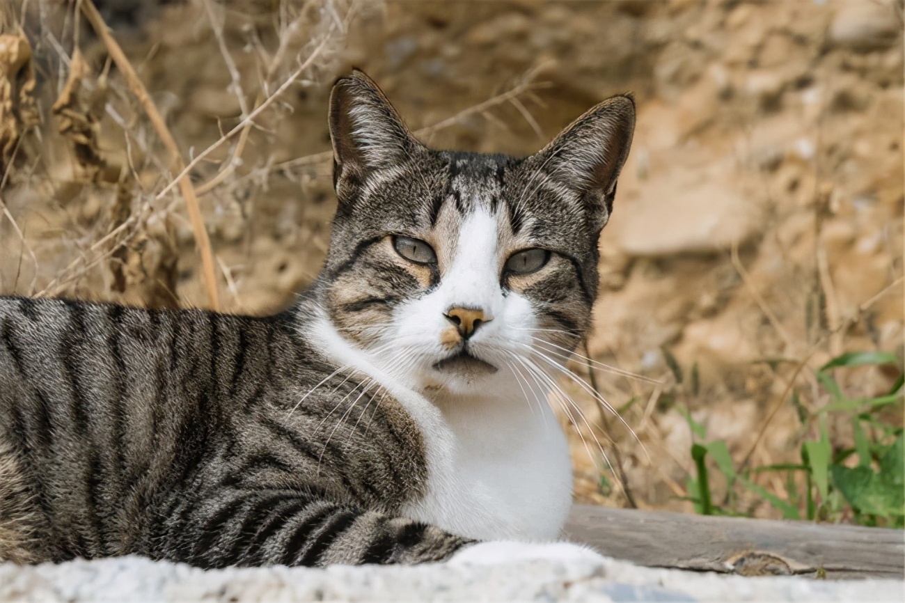 猫咪有几种特征说明它被你养熟了 (猫咪有四种行为就说明你养得很好)