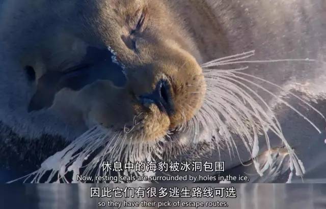 BBC最棒8部纪录片，强烈推荐孩子暑假看