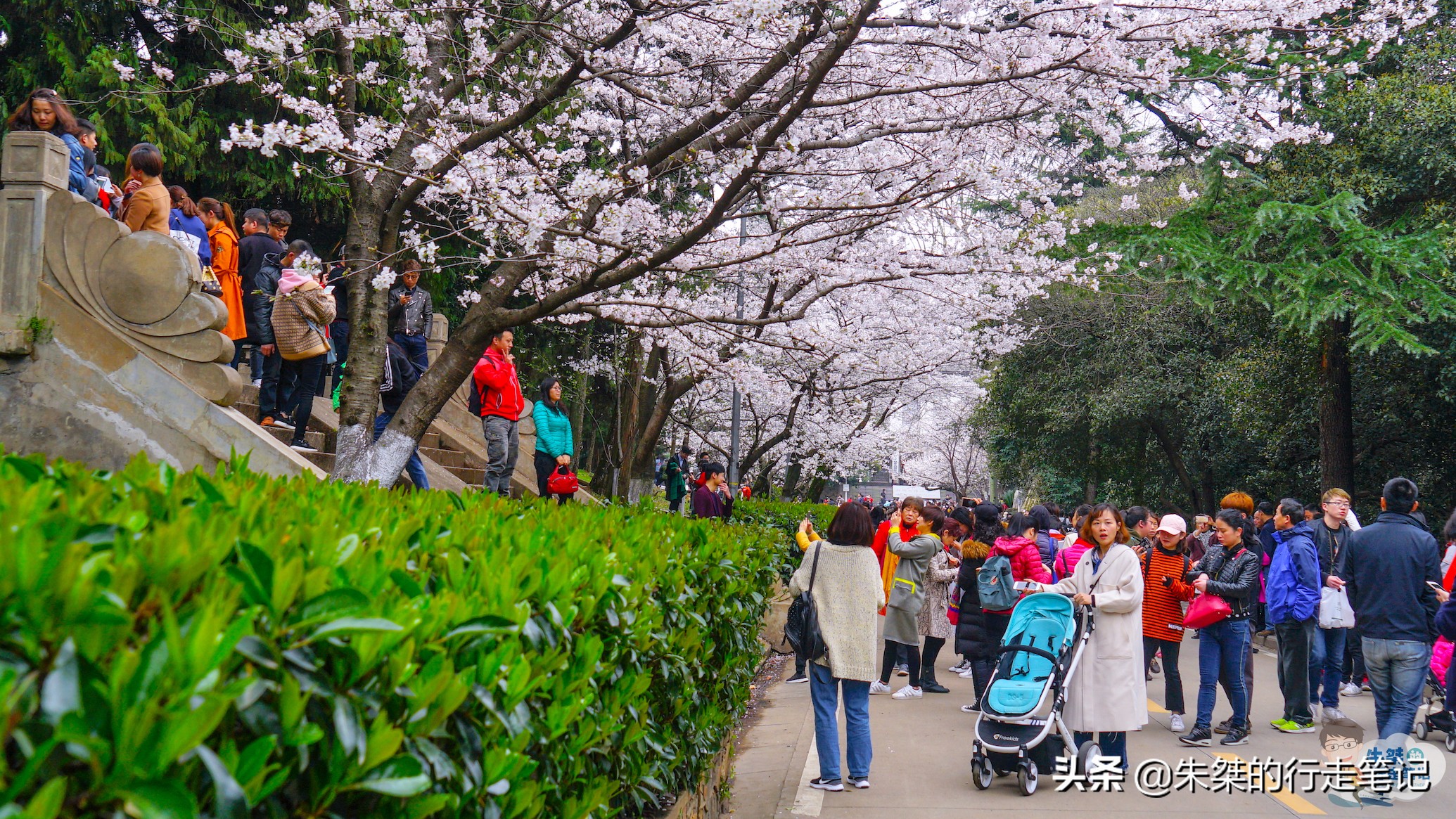 各个品种的樱花竞相开放,各个品种的樱花竞相开放争奇斗艳