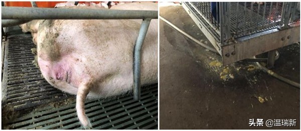 母猪产后10天突然不爱吃食了,母猪产后7天呕吐不食怎么回事