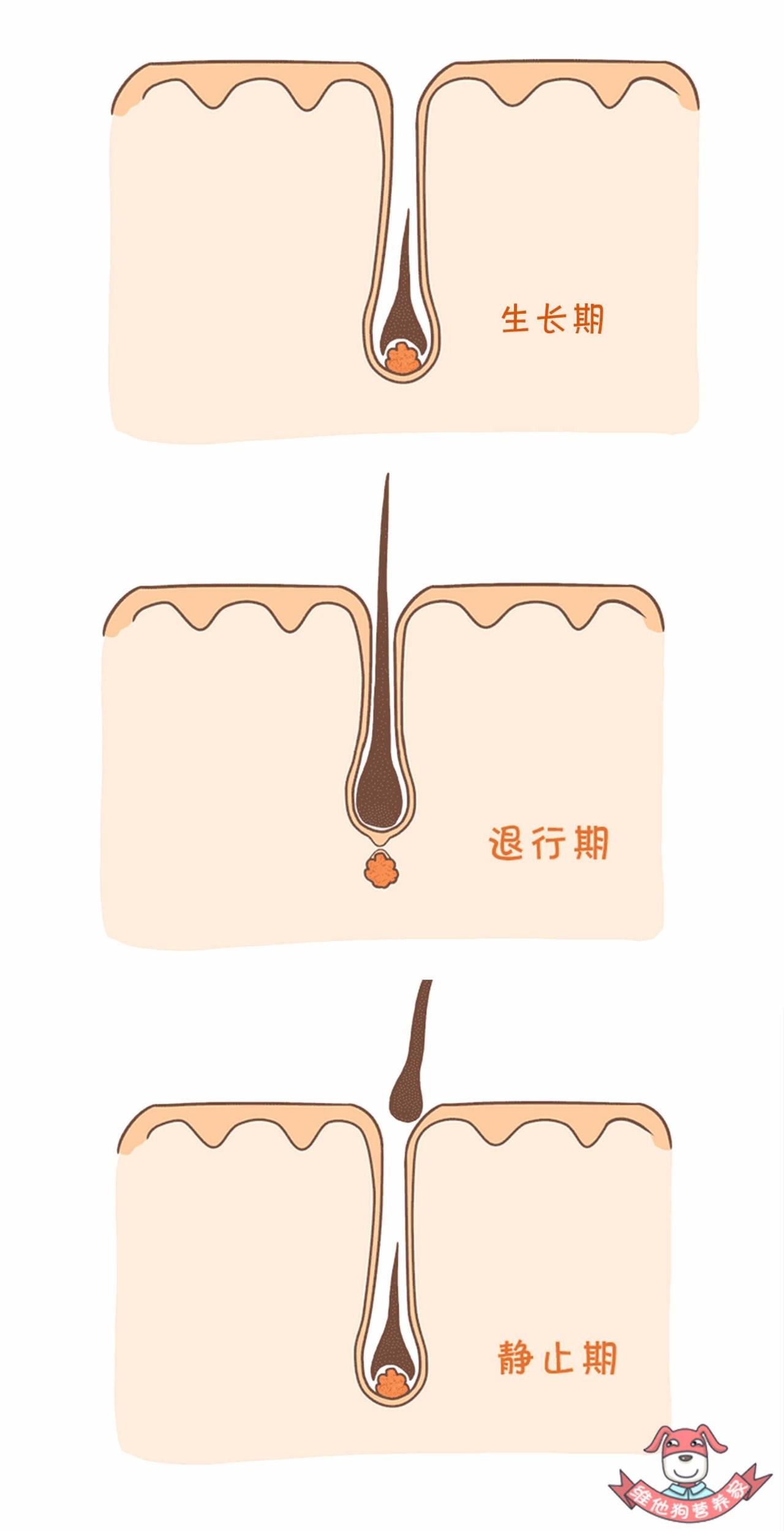 史上最强防脱发指南,脱发严重这个防脱发妙招很好用