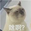 猫在啪啪啪的时候,也有快感吗?