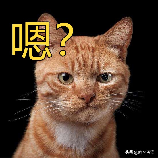 猫牙周炎自愈的最佳方法,猫咪牙周炎靠刷牙能痊愈嘛