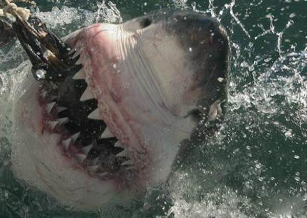史上五大恐怖深海生物,海洋十大恐怖鱼