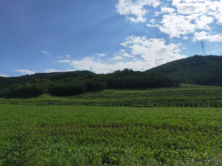 美丽的高岭塞罕坝,美丽的高岭朗诵