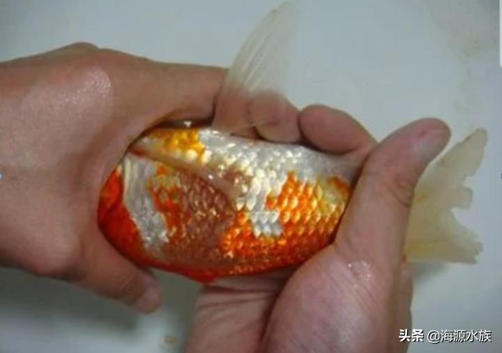 锦鲤出现问题了怎么办,锦鲤有哪些异常状态