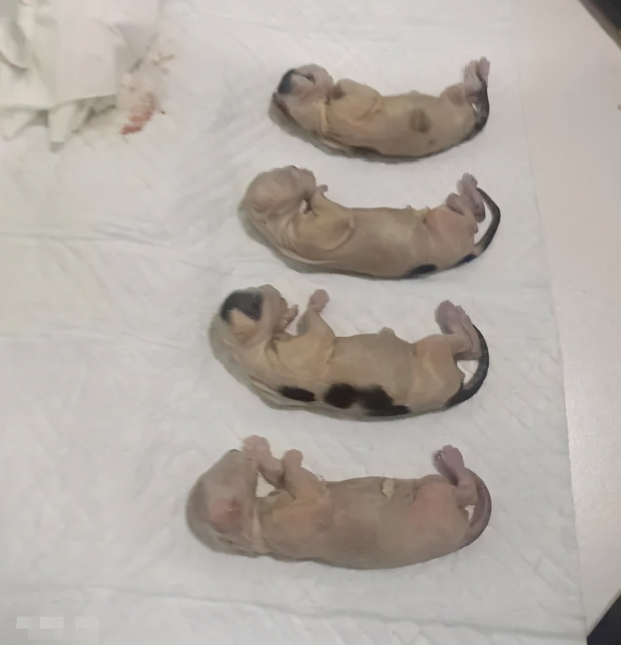 连踹四脚男子街头踢死小猫,男子虐待猫咪被学生暴打