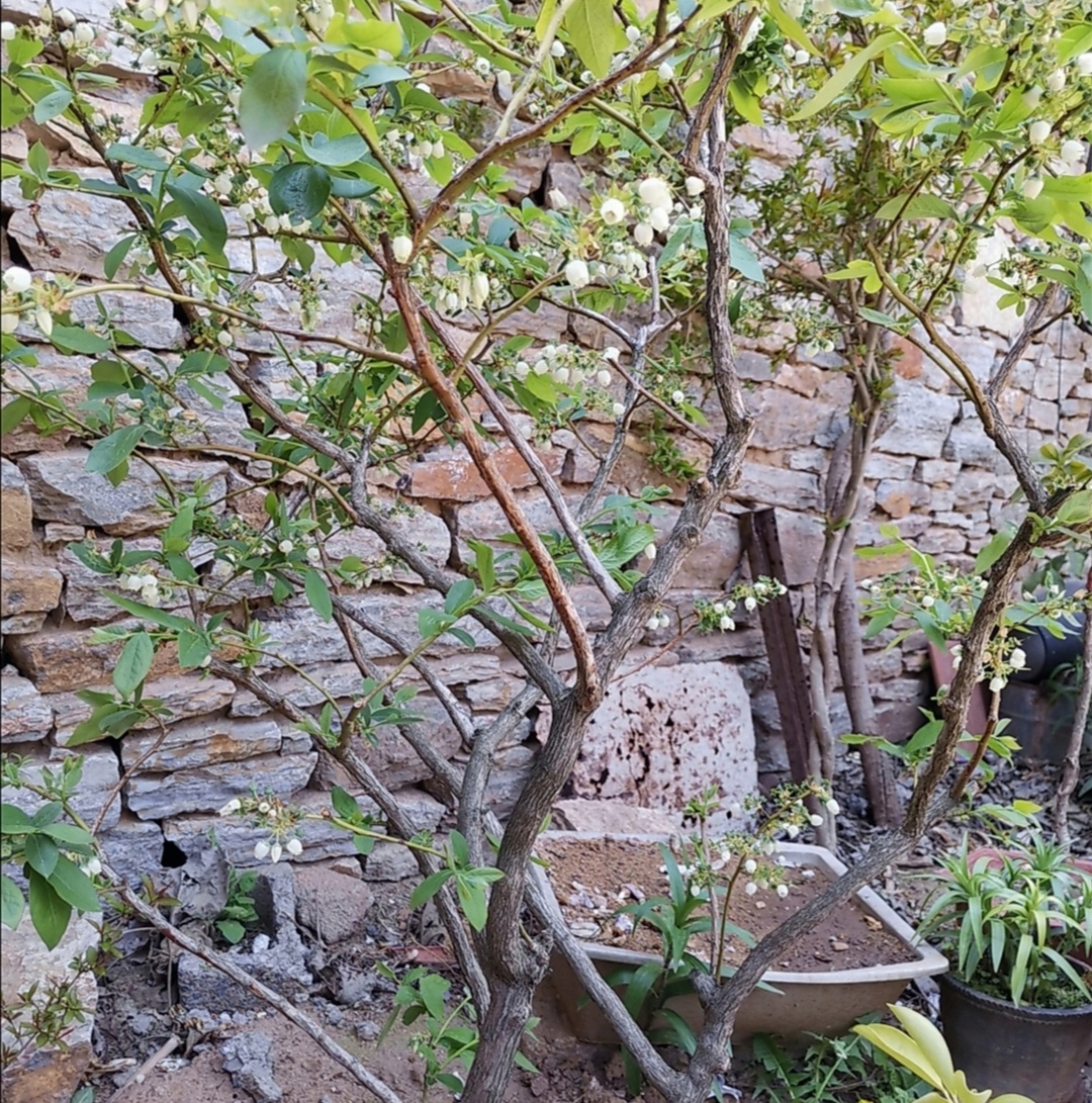 院子种水果陶冶情操,庭院最值得种的水果树