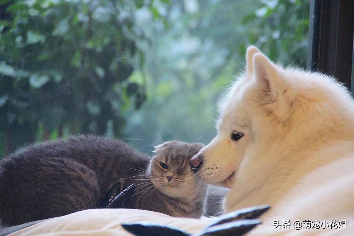 猫咪虐待猫的真相,猫咪虐待猫真相