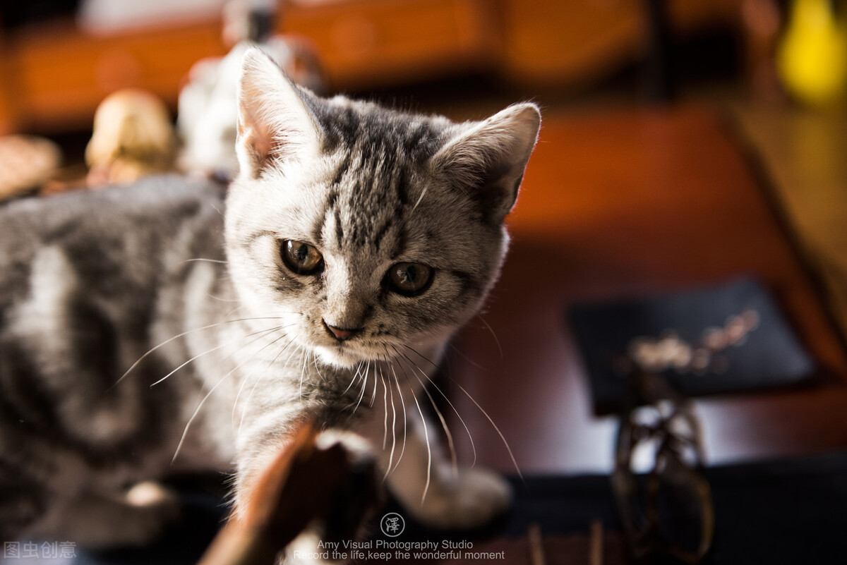 美短眼睛分泌物多,英短眼睛一直流褐色分泌物