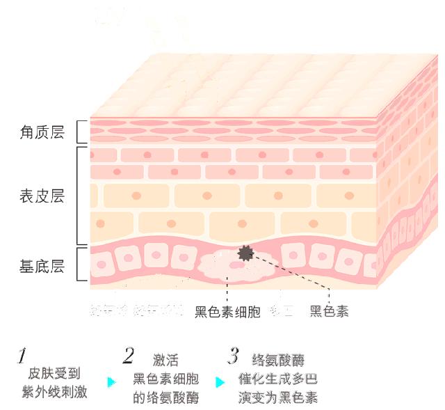 熊果苷美白成分,美白成分熊果苷