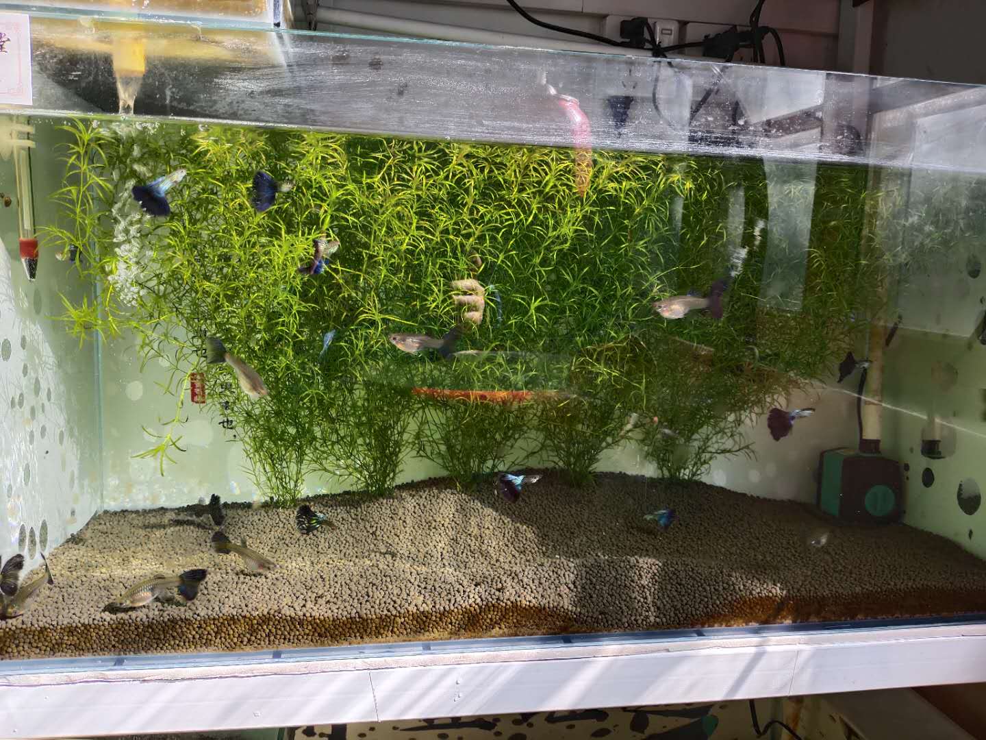 没有过滤的鱼缸怎么除绿藻,鱼缸底部过滤大全详解