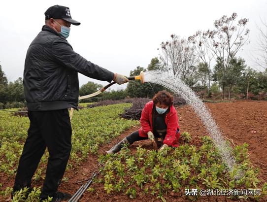 湖北保康春耕忙,宜昌春耕