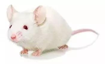 老鼠实验看人类命运,预测人类命运的老鼠实验