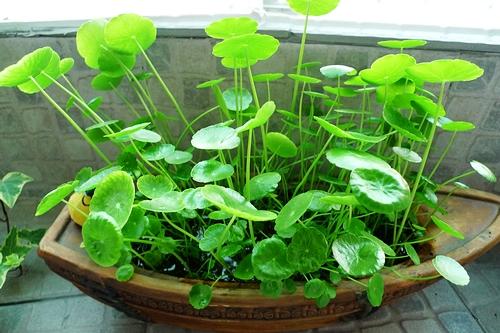 3种“喜水花”，春天多喂一点水，咕噜咕噜窜大个，特喜人