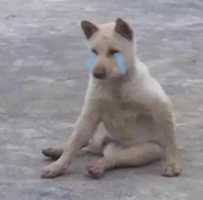 狗狗身上有异味脚还臭咋回事,狗狗身上有异味跟狗粮有关系吗