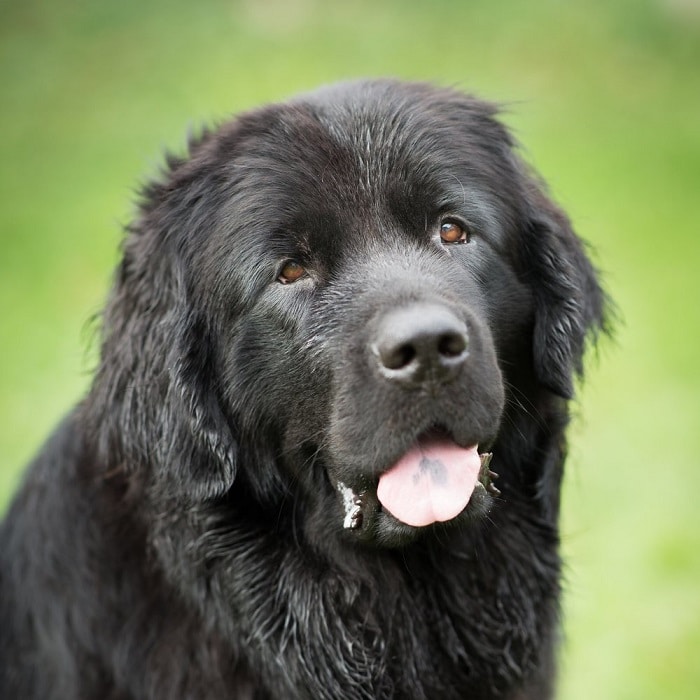 世界上最昂贵的10只狗,世界上最昂贵的狗品种