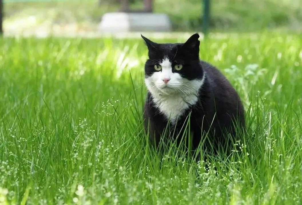 北京动物资源分布图,北京野生动物种类大全图片