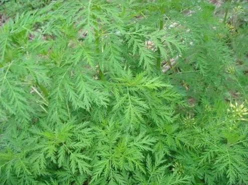 宝塔糖打虫药到底去哪了,宝塔糖打虫是真的吗