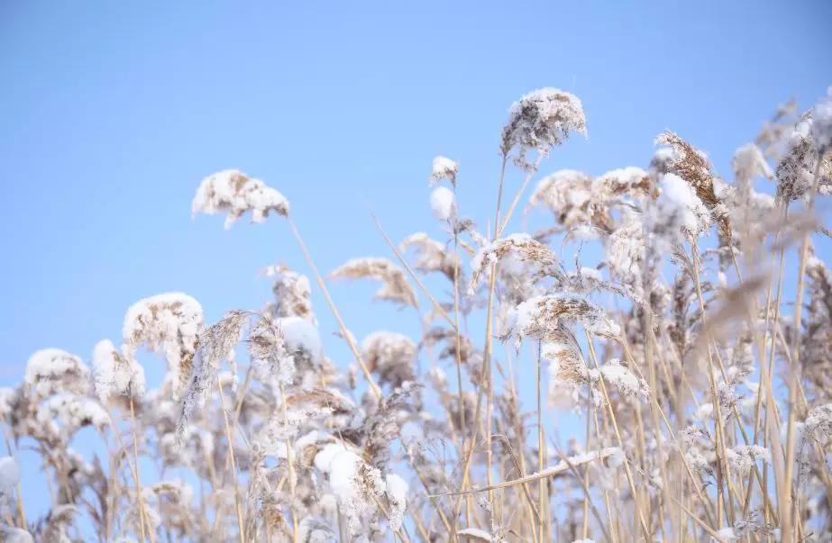 下雪后的海边图片大全,六月份的红海滩