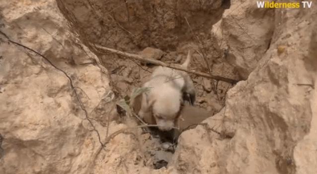 小哥哥徒手建房子,小伙为流浪狗打造温馨的城堡