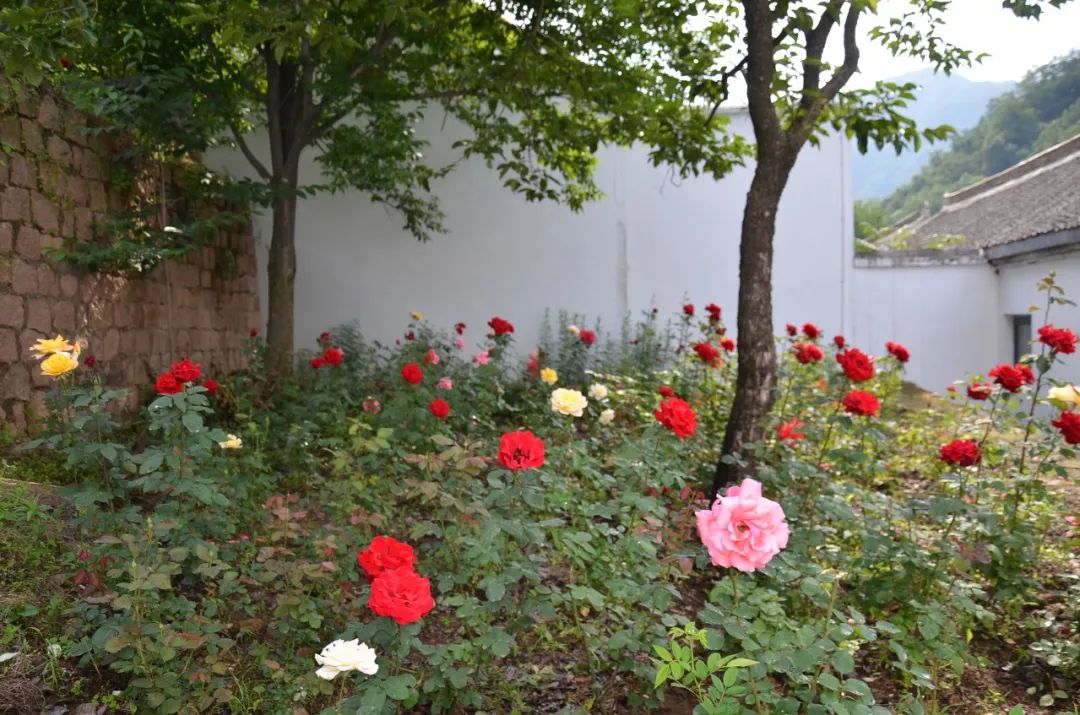 洛阳附近避暑山庄,洛阳最美避暑山景区介绍