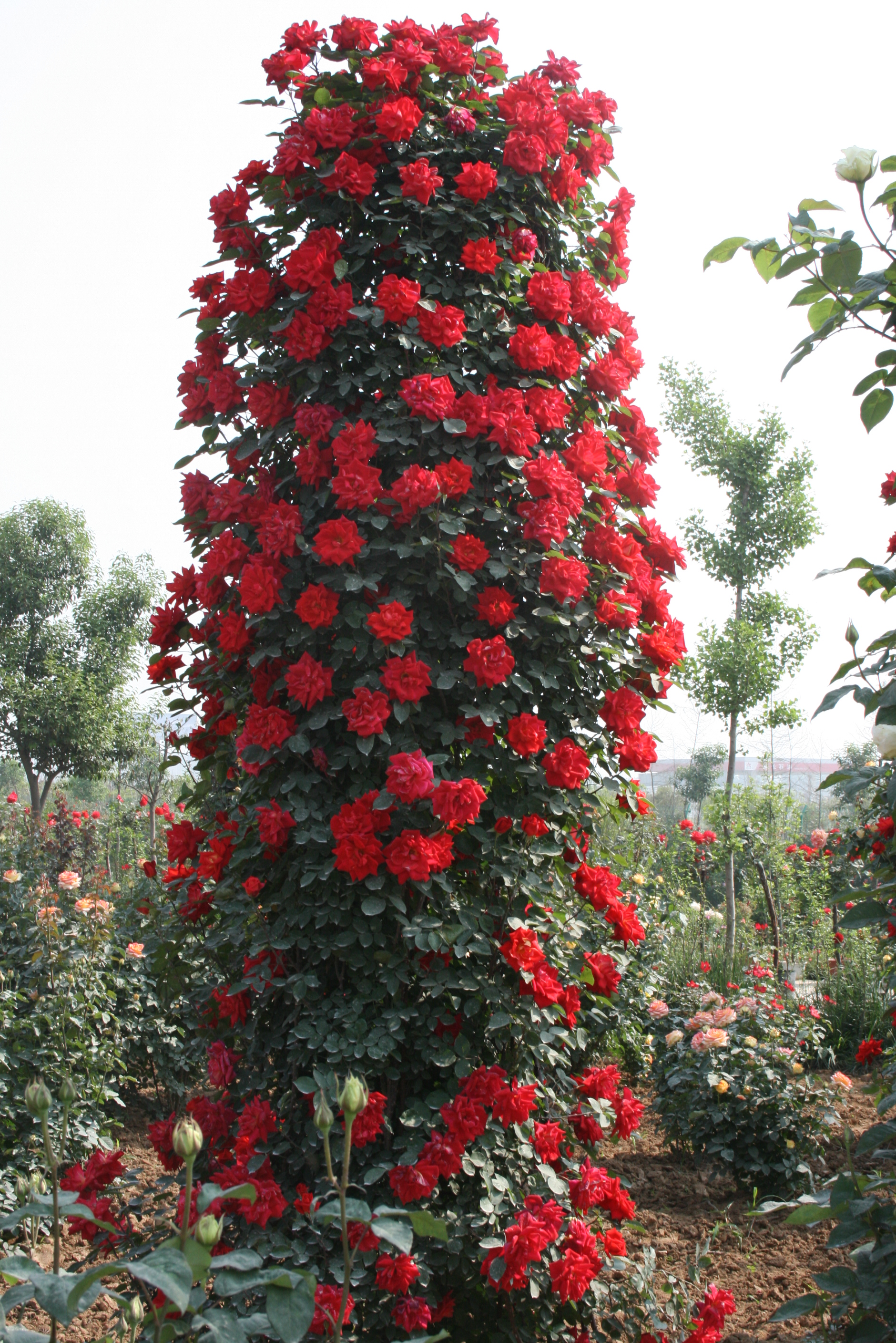 大兴月季园的月季有多少种,北京最大的月季基地在哪