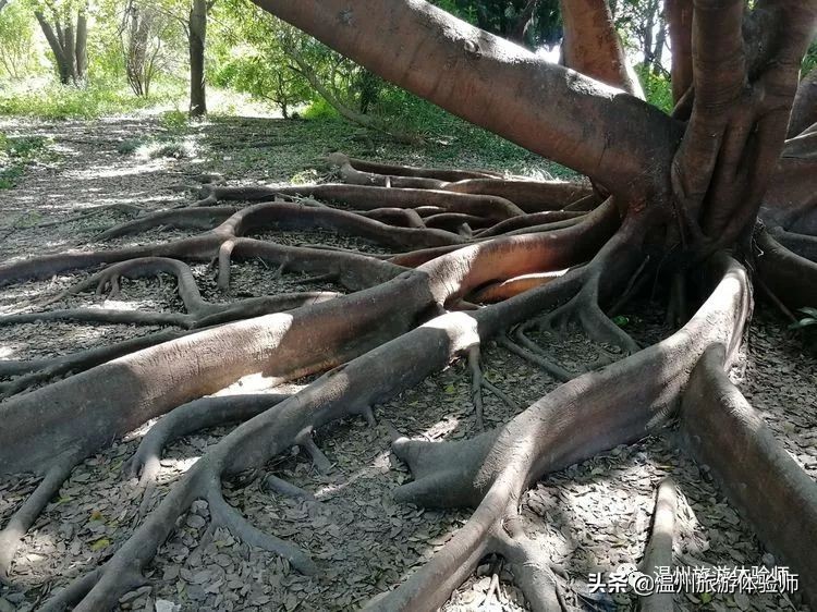 温州江心屿视频,游温州江心屿