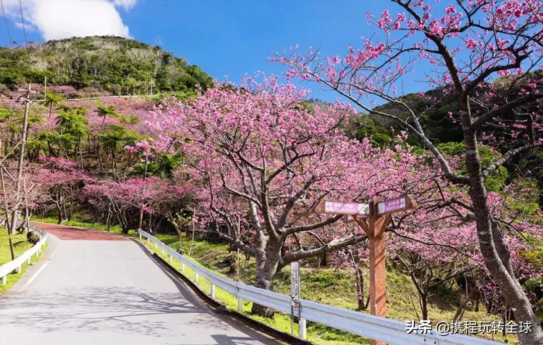冲绳2月看樱花,冲绳哪里看樱花