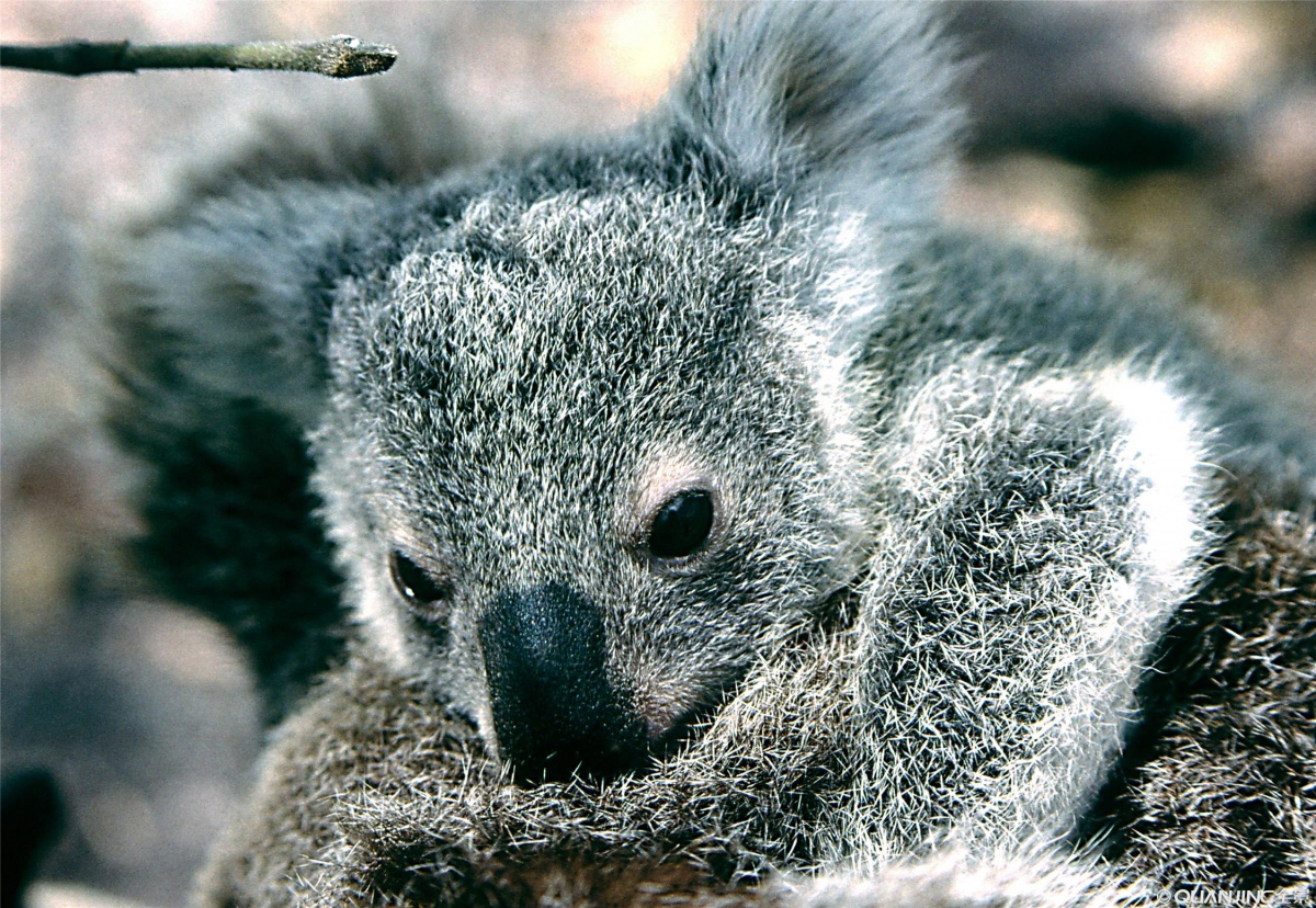 尤加利怎么醒花,尤加利的正确使用方法