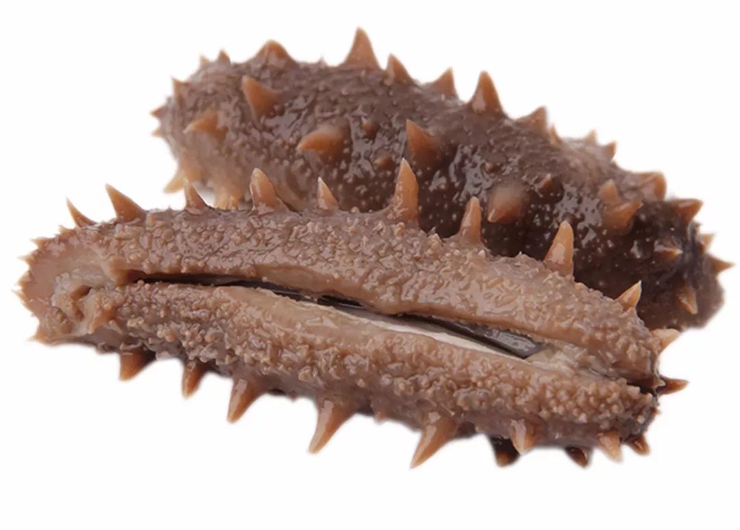 底播海参和养殖海参,底播海参和大棚海参的区别