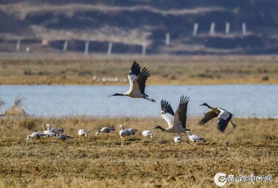 贵州草海简介,航拍贵州草海视频