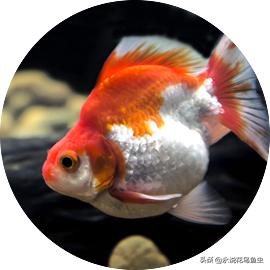 为什么金鱼有各种各样的颜色,金鱼有一条花色的好吗