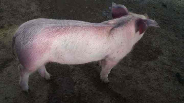 猪口蹄疫是秋冬常见病吗,猪口蹄疫是病毒还是细菌