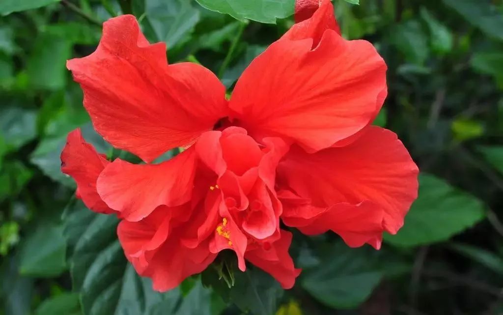 各国国花及花语英文,世界各国的国花资料