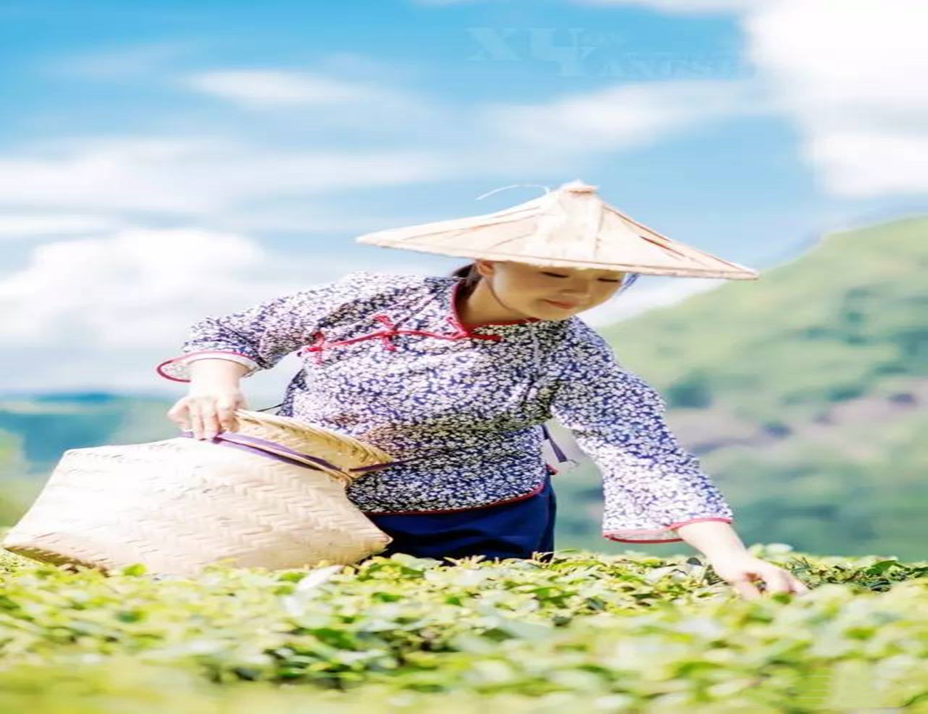 龙岩斜背茶特级价格,龙岩斜背茶和龙井茶