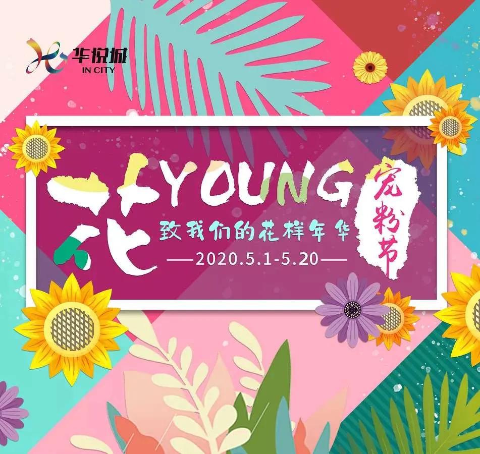 十堰向日葵花海打卡网红地,十堰美丽的地方