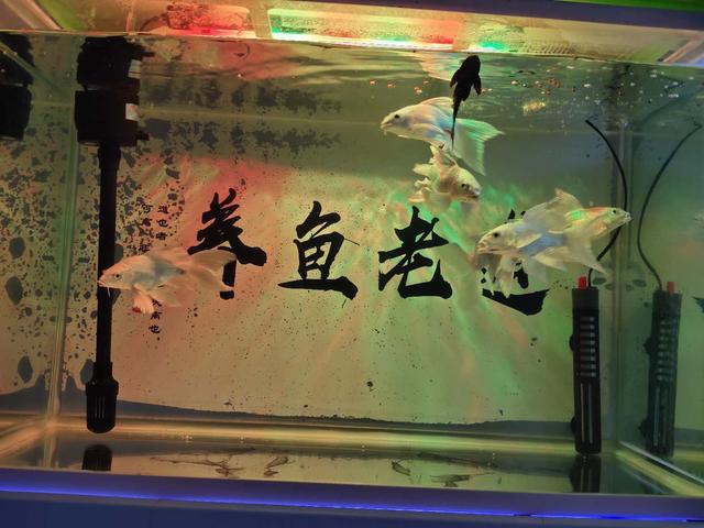 养观赏鱼水需要过滤吗,过滤箱养鱼漏水怎么处理