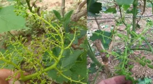 葡萄大小粒管理方法,葡萄大小粒的最佳治疗方法