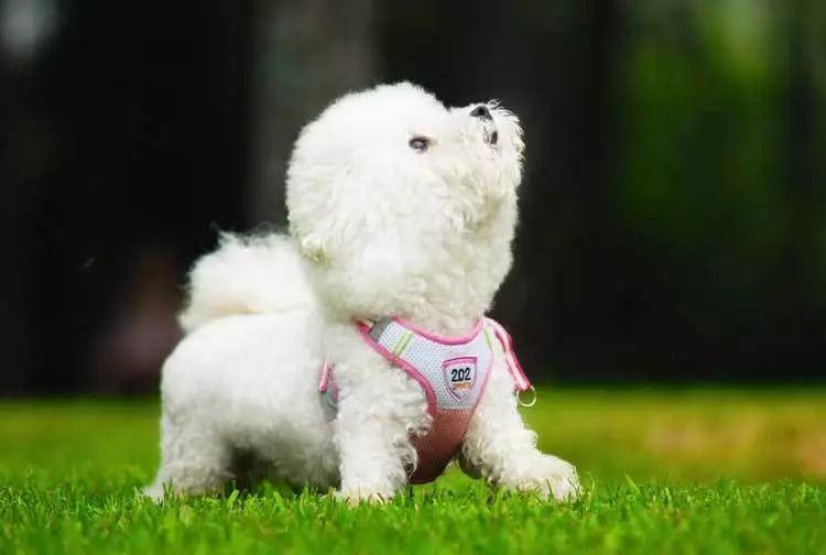 狗狗品种的分类你都了解吗,狗狗哪个品种当宠物狗更好